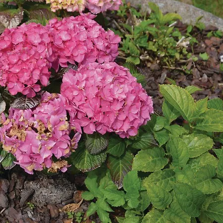 Sommerbyen Ii * Nyborg